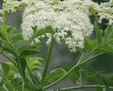 Elderberry